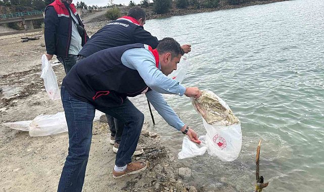 Havza'da göletlere 110 bin yavru sazan bırakıldı
