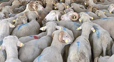 Hayvan varlığı verileri belli oldu... Koyun sayısı yüzde 6 arttı