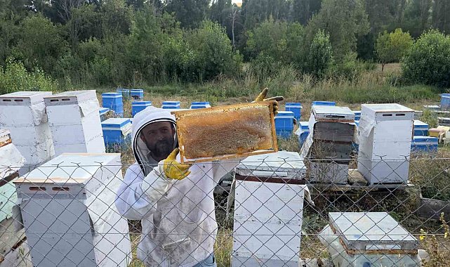 Hobi olarak 3 kovanla başladı, şimdi 250 arı kovanı var