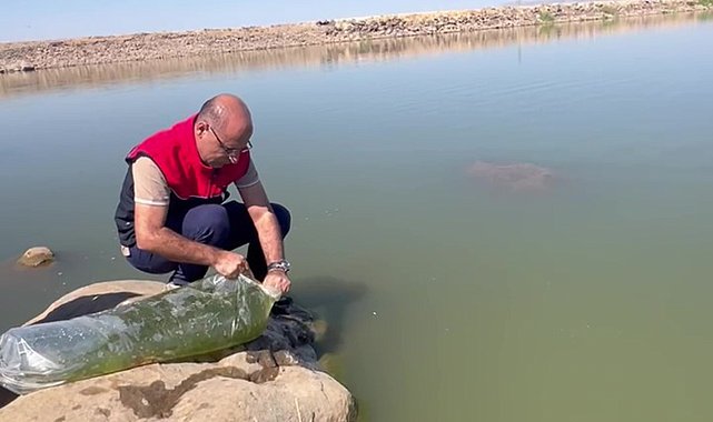 İdil'de Dirsekli göletine 100 bin yavru sazan bırakıldı