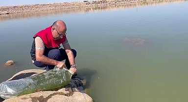 İdil'de Dirsekli göletine 100 bin yavru sazan bırakıldı