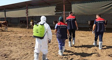 Iğdır'da hayvan sağlığı için aşılama ve dezenfeksiyon seferberliği