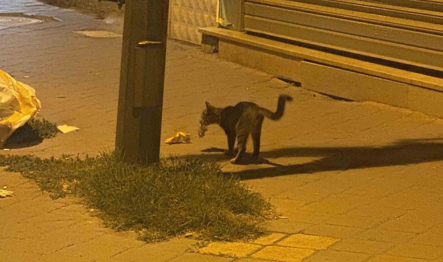 Iğdır'da kedinin fareyle 20 dakikalık oyunu kamerada
