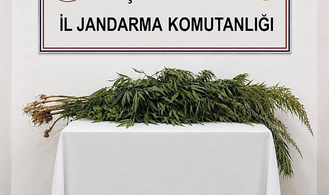 İkametlerde yapılan aramalarda 30 kök uyuşturucu ele geçirildi