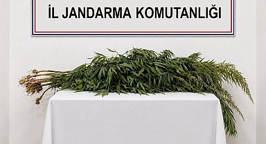 İkametlerde yapılan aramalarda 30 kök uyuşturucu ele geçirildi