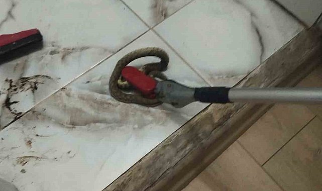 İskenderun ve Yayladağı'nda yerleşim yerlerine giren yılanlar yakalandı