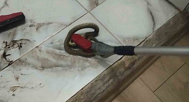 İskenderun ve Yayladağı'nda yerleşim yerlerine giren yılanlar yakalandı