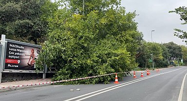 İstanbul'da yağış sonrası ağaçlar devrildi, rögarlar taştı