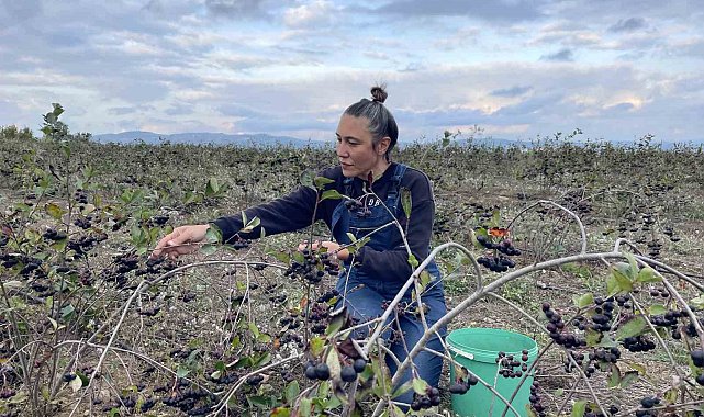 İstanbullu Birsen, modelistliği bırakıp çiftçi oldu: Aronya ve çilek üretiyor