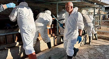 İthal büyükbaş hayvanların sağlık kontrolleri yapıldı