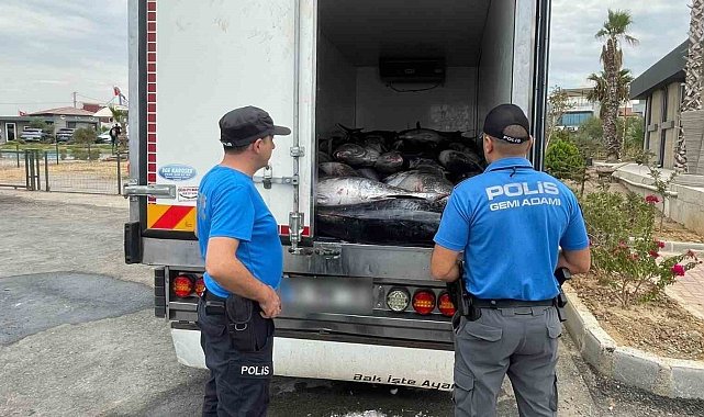 İzmir'de kaçak avlanan 3 ton mavi yüzgeçli orkinos ele geçirildi