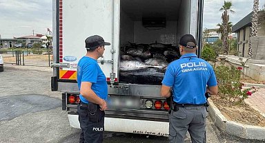 İzmir'de kaçak avlanan 3 ton mavi yüzgeçli orkinos ele geçirildi