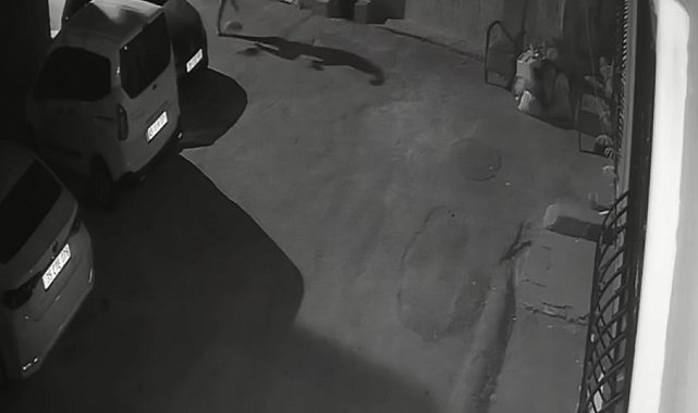 İzmir'de köpeğini tekmeleyen şahıs gözaltına alındı