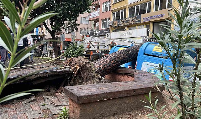 İzmit'te parkta ağaç devrildi
