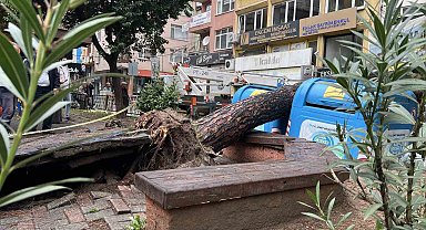İzmit'te parkta ağaç devrildi