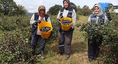 İzmit'te 'süper meyve' aronya hasadında 5. heyecan