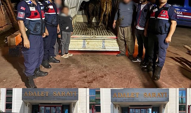 Jandarma çalınan 13 hayvanın izini sürdü: 3 büyükbaş sahibine teslim edildi