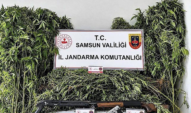 Jandarma tarlada ekili 756 kök kenevir ele geçirdi
