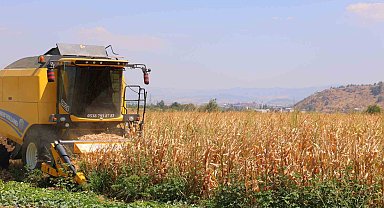 Kahramanmaraş'ta mısır hasadı başladı
