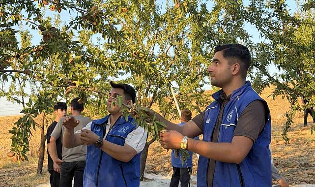 Kahta'da gönüllü gençler badem hasadına katıldı