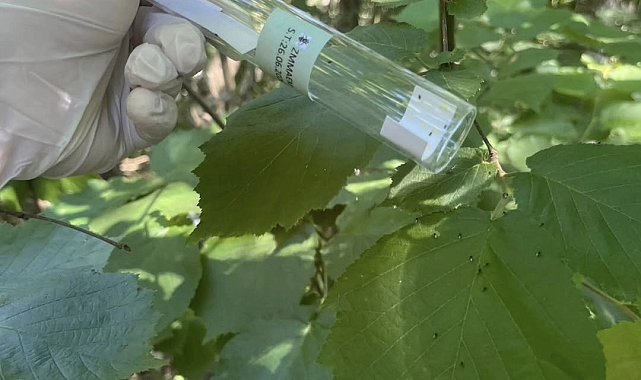 Kahverengi kokarca ile mücadele aralıksız sürüyor