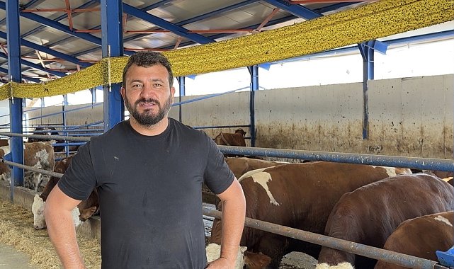Kamyona binmek istemeyen dana firar etti, güçlükle yakalayabildiler