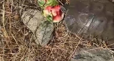 Kaplumbağaya su bulamayınca karpuz ikram etti