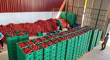 Kapya biber de bolluk fiyatları düşürdü