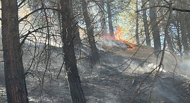 Karabük'te ormanlık alanda çıkan örtü yangını söndürüldü