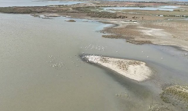 Karacabey'de göl üzerinde pelikanlar havadan görüntülendi