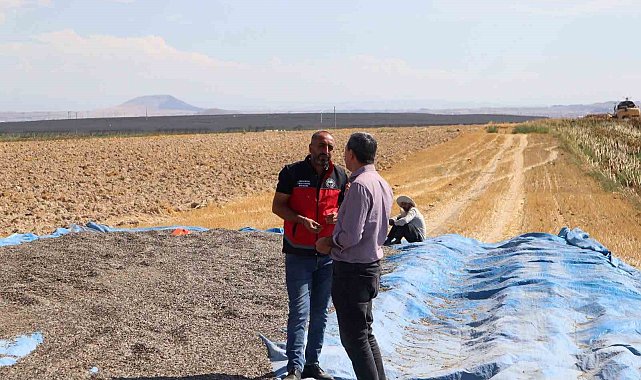 Karapınar'da ayçiçeği ve patates hasadı sürüyor