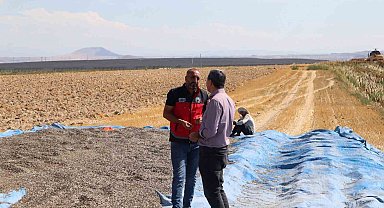 Karapınar'da ayçiçeği ve patates hasadı sürüyor