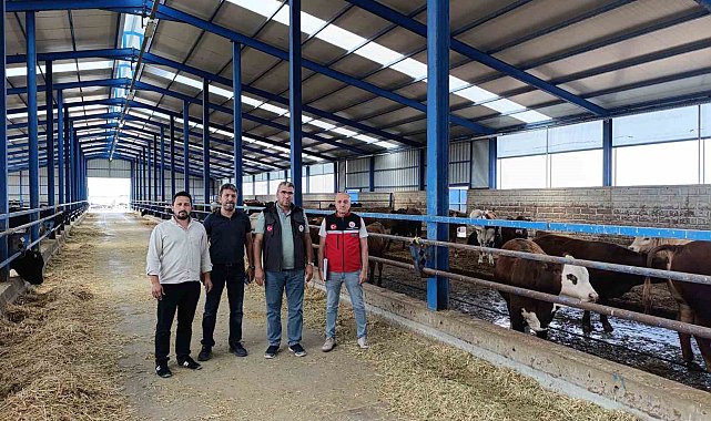 Karapınar'da ithal besilik sığırlara sıkı denetim