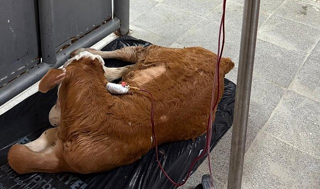 Kastamonu Üniversitesi Hayvan Hastanesi'nde 595 hastaya müdahale edildi