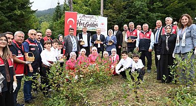 Kastamonu'da aronya hasadı başladı