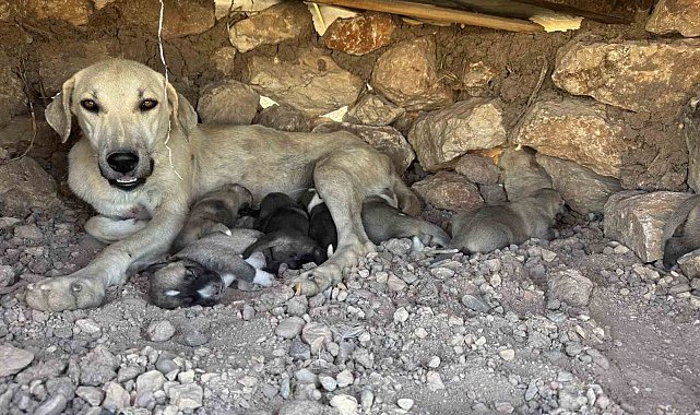 Kayaların arasında sıkışan yavru köpekleri duyarlı vatandaş kurtardı