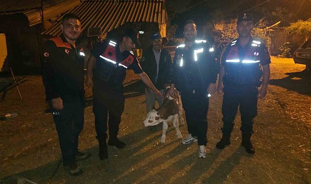 Kayıp büyükbaş hayvan, tarlada doğum yapmış halde bulundu