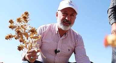 Kayseri Kocasinan'da aspir hasadı başladı