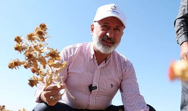 Kayseri Kocasinan'da aspir hasadı başladı