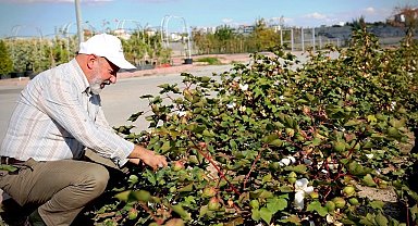 Kayseri'nin yeşil geleceği Kocasinan'da hayat buluyor