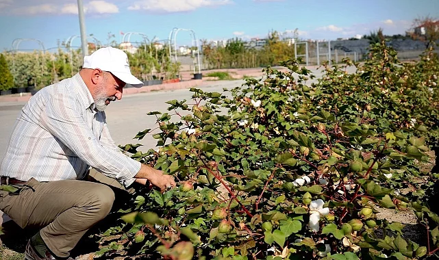 Kayseri'nin yeşil geleceği Kocasinan'da hayat buluyor