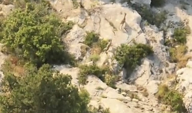 Kazankaya Kanyonu'nda yaban keçileri doğal yaşam alanlarında görüntülendi