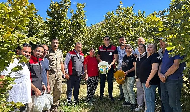 Kemah'ta nadir üretim: Fındık hasadı yapıldı