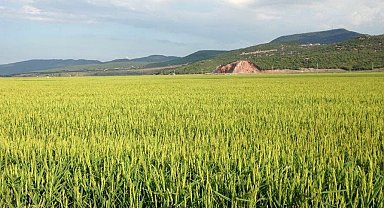 Keşan TSO Meclis Başkanı Koru'dan çeltik uyarısı