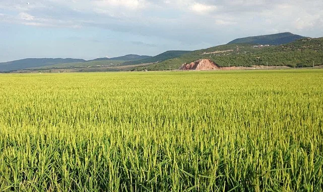 Keşan TSO Meclis Başkanı Koru'dan çeltik uyarısı