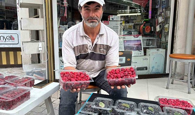Kıraç arazileri aronya ve ahududugil yetiştirerek değerlendirdi