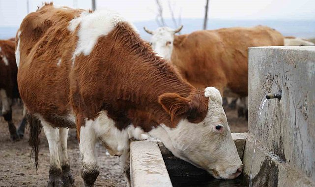 Kırıkkale'de şap hastalığı sebebiyle hayvan pazarı kapatıldı