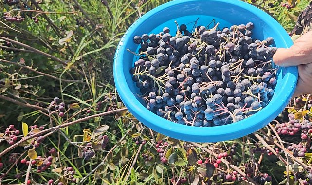 Konya'da aronyalar tek tek toplanıyor
