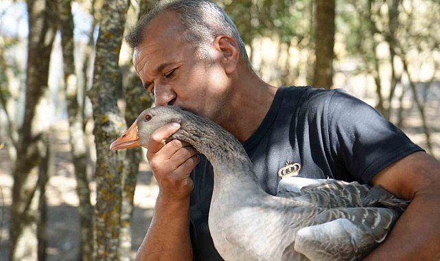 Korona virüs sebebiyle köyüne dönüp kaz çiftliği kurdu, şimdi Kars'a bile kaz gönderiyor