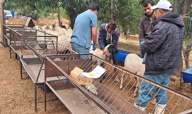 Köşk'te koyun ve keçiler sağlık taramasından geçiriliyor